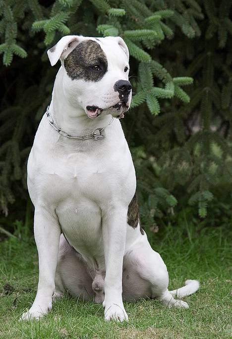 Amerikansk bulldog Erikssons Cassius Clay,  - nyt juni 2006 billede 7