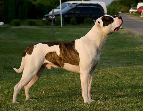 Amerikansk bulldog Erikssons Cassius Clay,  - nyt juni 2006 billede 8