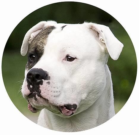 Amerikansk bulldog Erikssons Cassius Clay,  - nyt juni 2006 billede 9