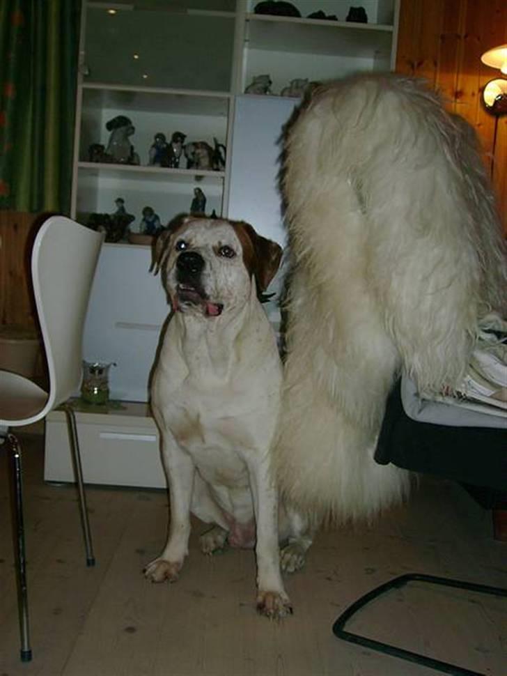 Blanding af racer Dmitri - hej med jer billede 1