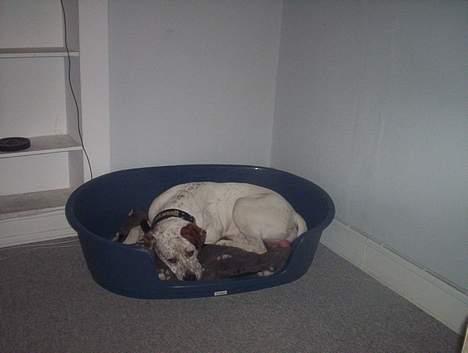 Blanding af racer Dmitri - dmitri sover i sin kurv billede 2