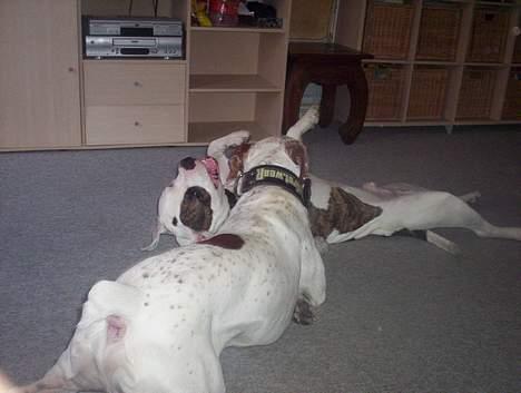 Blanding af racer Dmitri - dmitri og tyson leger billede 3