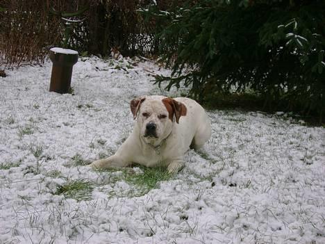 Blanding af racer Dmitri - lækkert med alt det sne... billede 4
