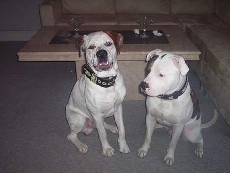 Blanding af racer Dmitri - dmitri og tyson billede 5