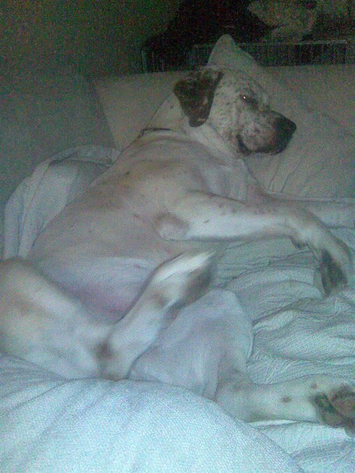 Blanding af racer Dmitri - giv mig den så. jeg er størst. billede 6