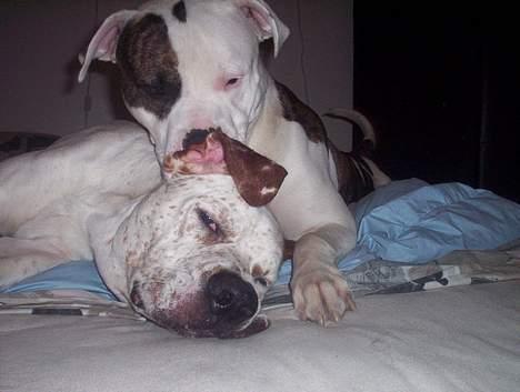 Blanding af racer Dmitri - dmitri bliver slikket i øret af tyson. det synes han er dejligt. billede 7