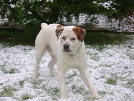 Blanding af racer Dmitri - nyt.. skal vi lege ??? billede 8