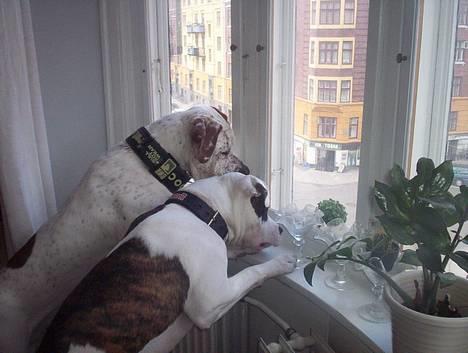 Blanding af racer Dmitri - dmitri og tyson kigger ud af vinduet billede 9