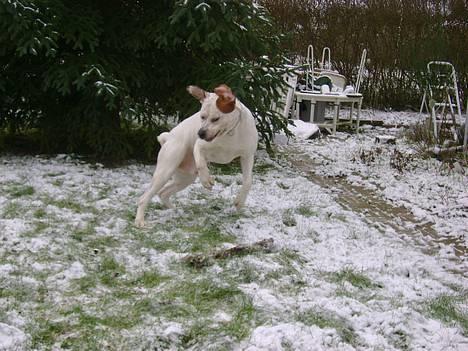 Blanding af racer Dmitri - dmitri og tyson kigger ud af vinduet billede 10