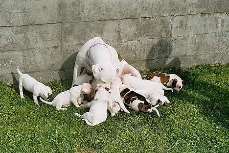 Amerikansk bulldog Erikssons Cassius Clay,  - tyson med hans mor og søskende, tyson er nogenlunde i midten billede 10