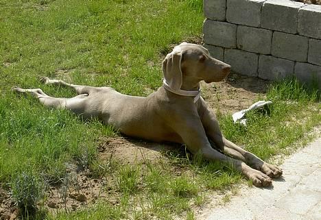Weimaraner Ronja - Når man flader ud, flader man altså ud billede 17