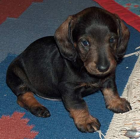 Gravhund member - vil du lege der ude bag skærmen:) billede 10