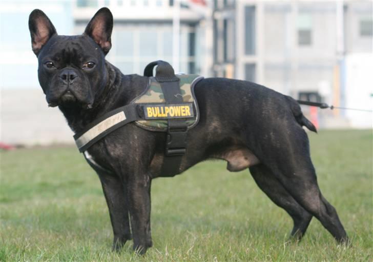 Fransk bulldog Bertram 2 billede 6