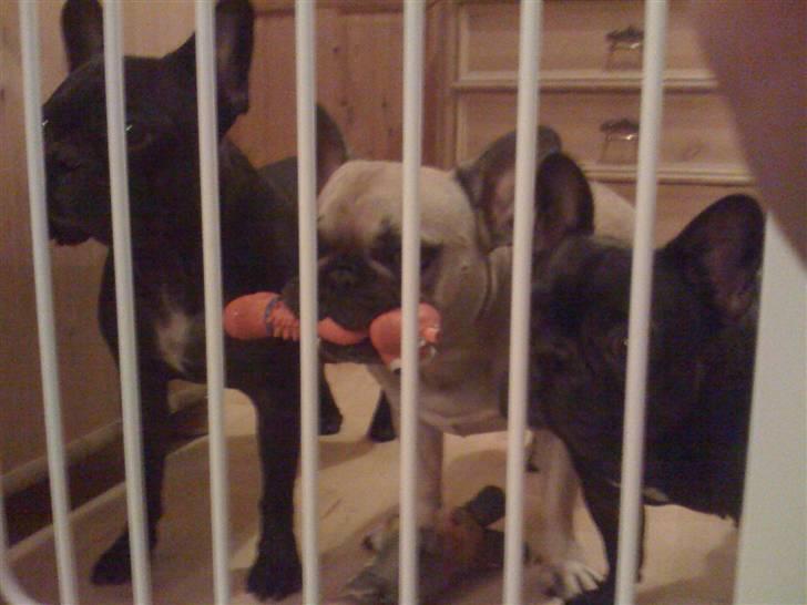 Fransk bulldog Bertram 2 - er blevet sendt i "hundefængsel".... billede 7