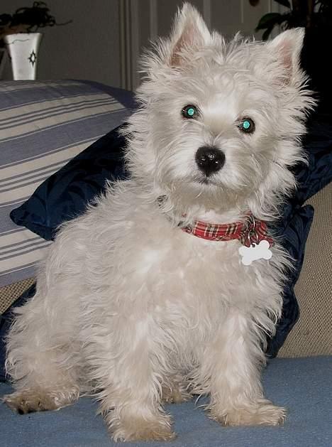 West highland white terrier Breezer - Skal nok sidde stille.... Grrrr billede 10