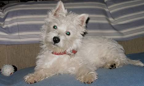 West highland white terrier Breezer - Ja søde Mor - kaldte du nu igen.. billede 11