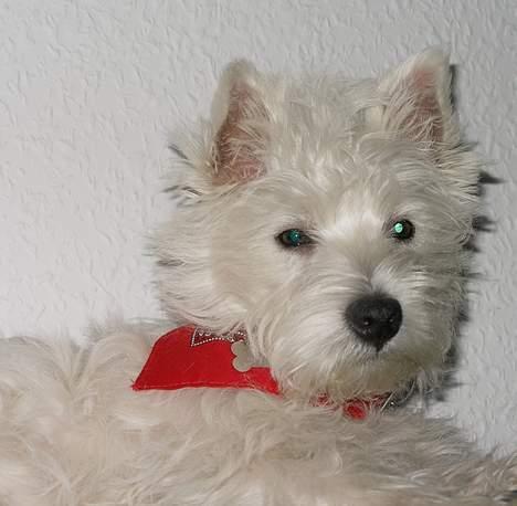 West highland white terrier Breezer - Se jeg har fået ny charmeklud igen.. billede 12