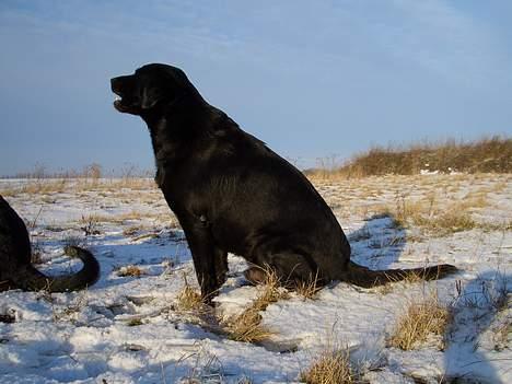 Labrador retriever Oliver billede 10