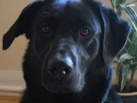 Blanding af racer Vaks - Kan i stå for mig?? billede 1