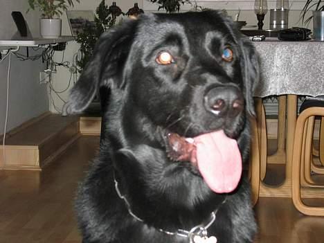 Blanding af racer Vaks - Jeg er tørstig!! billede 2