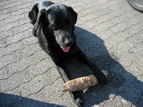 Blanding af racer Vaks - I rører den ikke!! billede 3