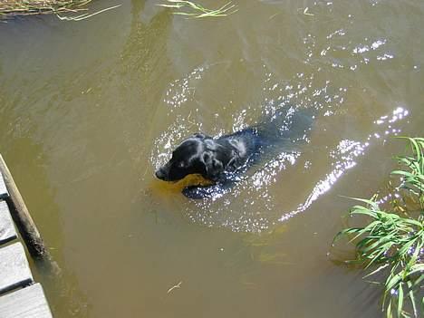 Blanding af racer Vaks - Uha - hvor jeg elsker at svømme i åen!! billede 4