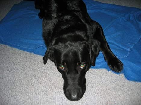 Blanding af racer Vaks - Jeg er træt :O) billede 5