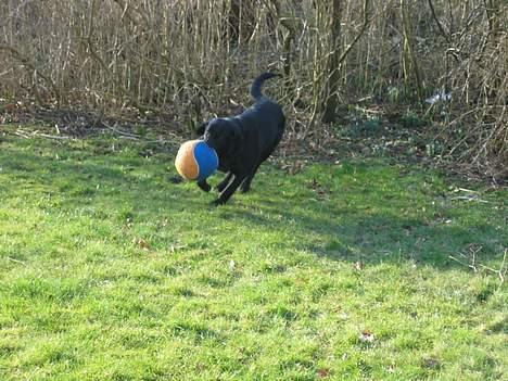 Blanding af racer Vaks - Min elskede bold! billede 6