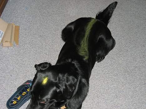 Blanding af racer Vaks - Lidt udklædning til nytårsaften!! billede 7