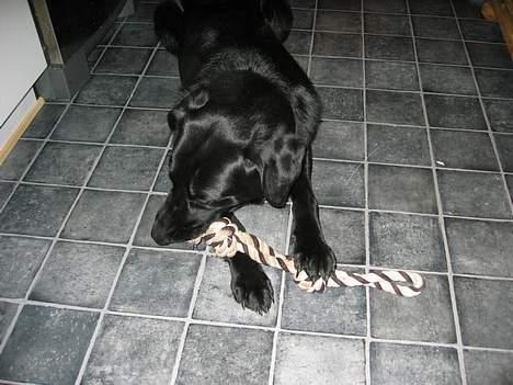 Blanding af racer Vaks - Min nye bideklud!! billede 8