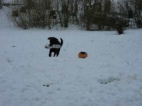 Blanding af racer Vaks - Jubiiii - jeg elsker sne!! billede 9