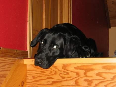 Blanding af racer Vaks - Træt! billede 10