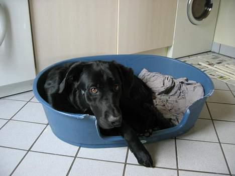 Blanding af racer Vaks - :O) billede 11