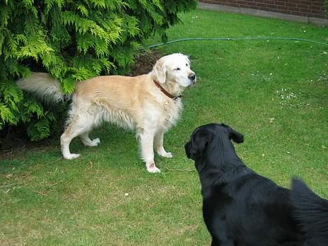 Blanding af racer Vaks - Leger med - nu afdøde - DIXI billede 12