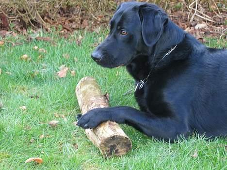 Blanding af racer Vaks - Min nye pind! billede 13