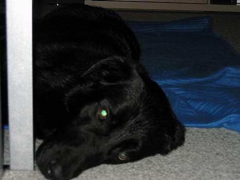 Blanding af racer Vaks - Træt - igen! billede 14