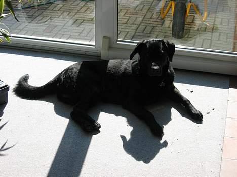 Blanding af racer Vaks - Ahh - dejligt med solbad :O) billede 15