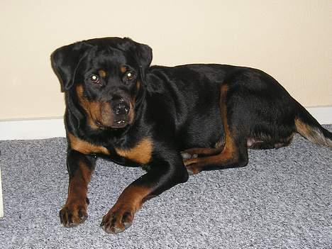 Rottweiler Zanya billede 9
