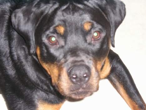 Rottweiler Zanya billede 10