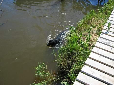 Blanding af racer Vaks - I åen - igen !! billede 16