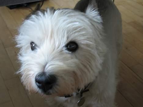 West highland white terrier Tony billede 8