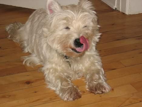 West highland white terrier Tony billede 9