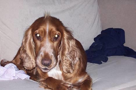 Cocker spaniel ida - ida ligger og slanger sig på sofaen billede 1