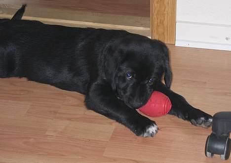 Blanding af racer Bamse billede 1