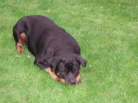 Rottweiler Clair (R.I.P 2010) - er der mon en mus?? billede 7