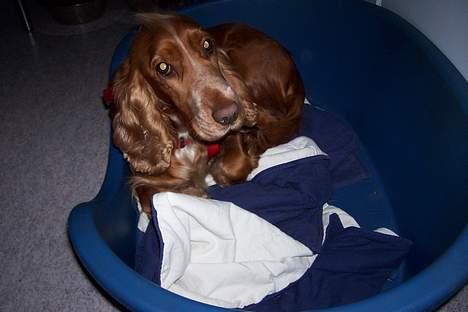 Cocker spaniel ida - tøssen(ida) ligger i sin kurv.... billede 2