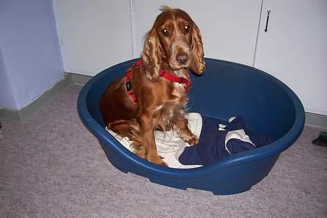 Cocker spaniel ida - ida siger ``lad mig nu være mor`` billede 3