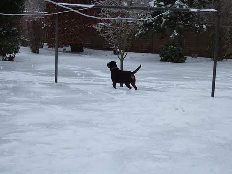 Rottweiler Clair (R.I.P 2010) - januar 2006  billede 8