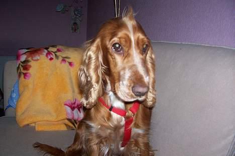 Cocker spaniel ida - er jeg ikke dejlig??? billede 4