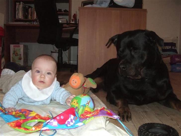 Rottweiler Tyson ( R.I.P 2/10-2013) - hva lillebror den bold der vil jeg gerne have..... nov. 2007 billede 7